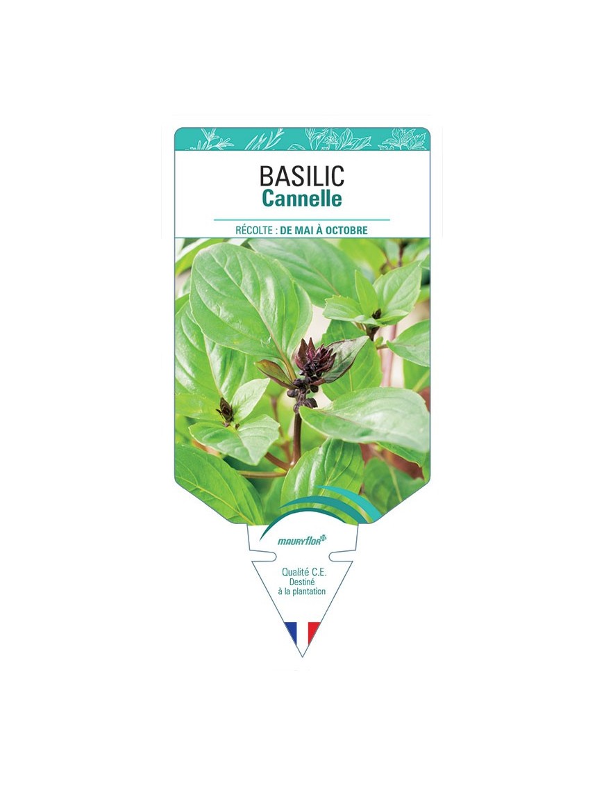 BASILIC CANNELLE *