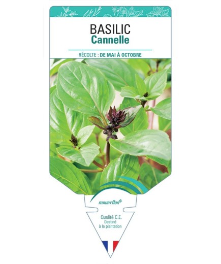 BASILIC CANNELLE *