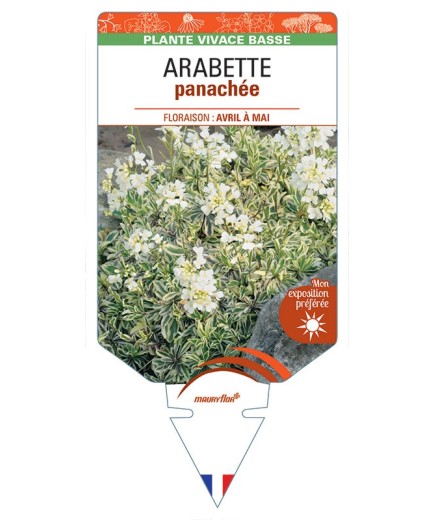 ARABETTE (caucasica 'Variegata') panachée *