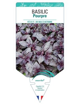 BASILIC POURPRE