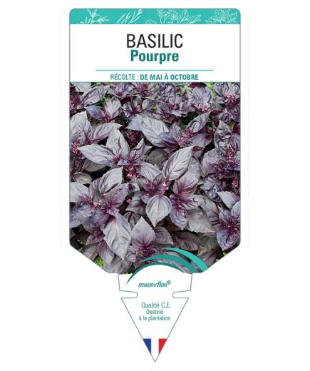 BASILIC POURPRE