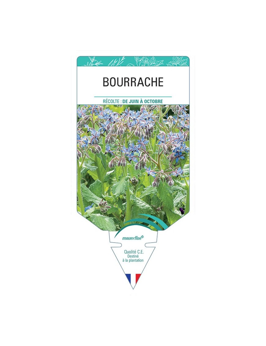 BOURRACHE *