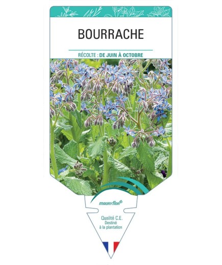 BOURRACHE *