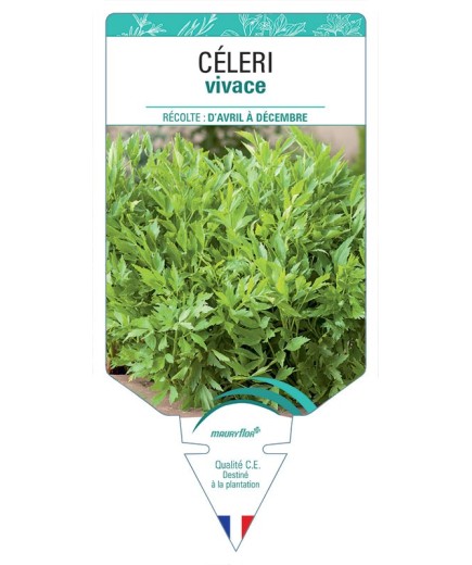 CÉLERI AROMATIQUE *