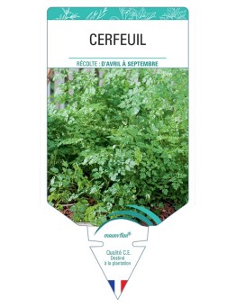 CERFEUIL *