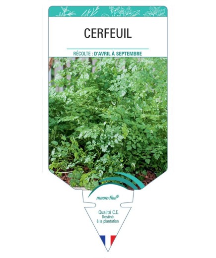 CERFEUIL *