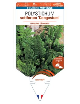POLYSTICHUM setiferum Congestum