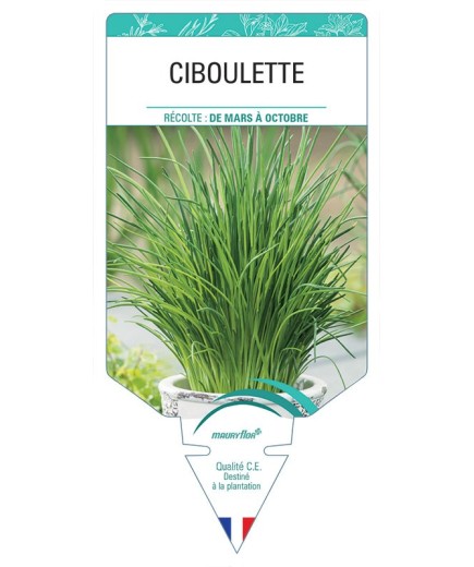 CIBOULETTE