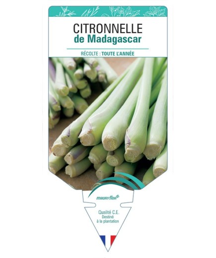 CITRONNELLE DE MADAGASCAR *