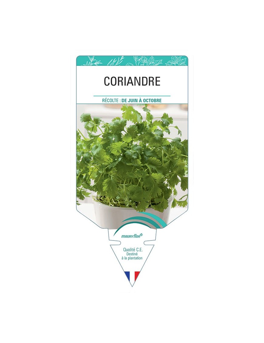 CORIANDRE