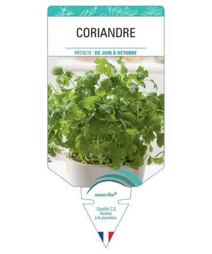 CORIANDRE