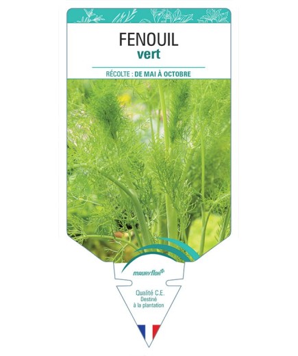 FENOUIL *