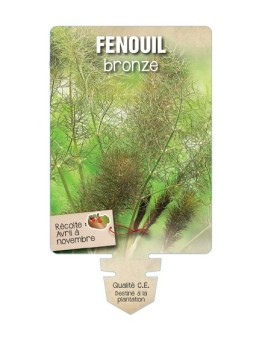 FENOUIL BRONZE *