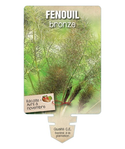FENOUIL BRONZE *