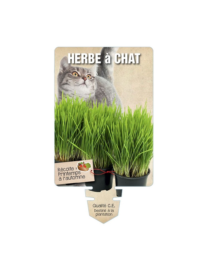 HERBE A CHAT *
