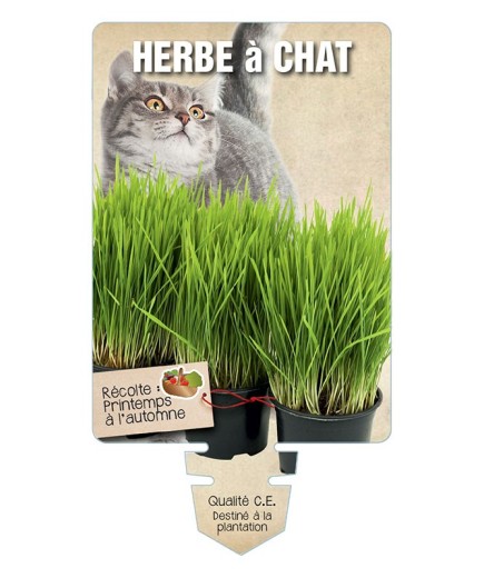HERBE A CHAT *