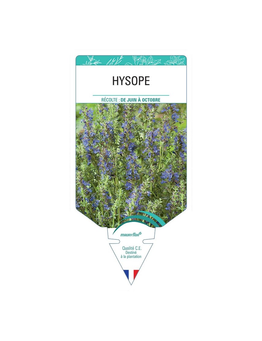 HYSOPE *