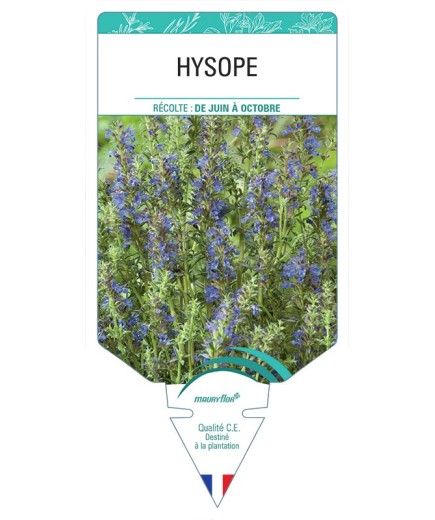 HYSOPE *