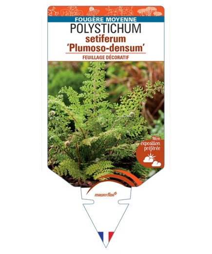 POLYSTICHUM setiferum Plumoso-densum