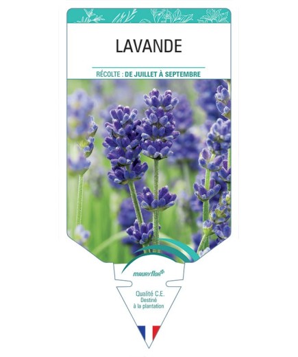 LAVANDE