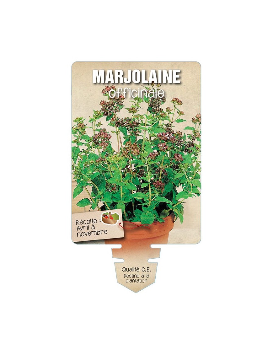 MARJOLAINE OFFICINALE *