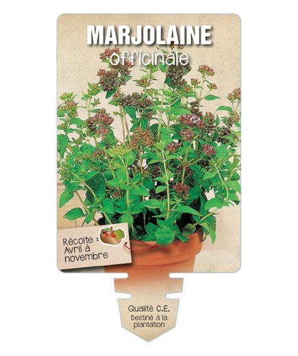 MARJOLAINE OFFICINALE *