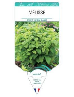MÉLISSE *