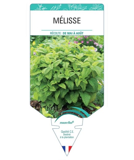 MÉLISSE *
