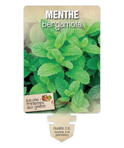 MENTHE BERGAMOTE *