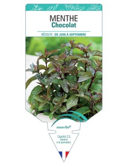 MENTHE CHOCOLAT *