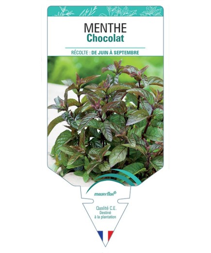 MENTHE CHOCOLAT *
