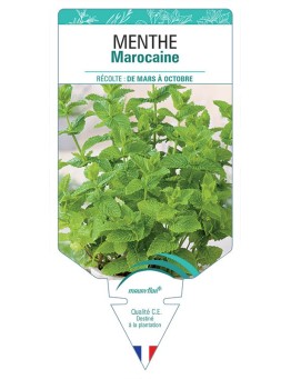 MENTHE MAROCAINE