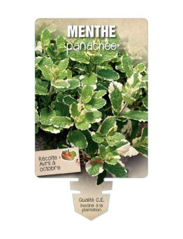 MENTHE PANACHÉE *