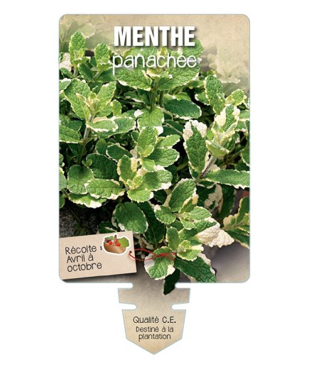 MENTHE PANACHÉE *