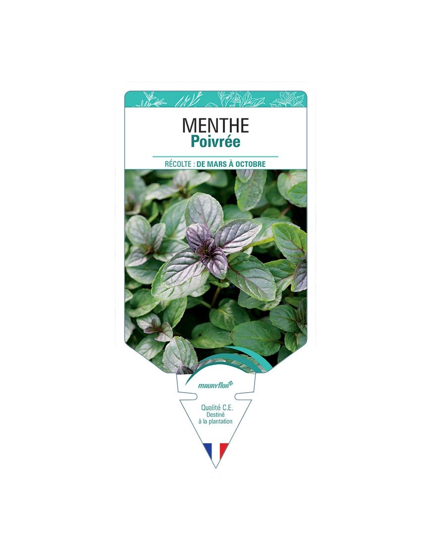 MENTHE POIVRÉE