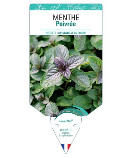 MENTHE POIVRÉE