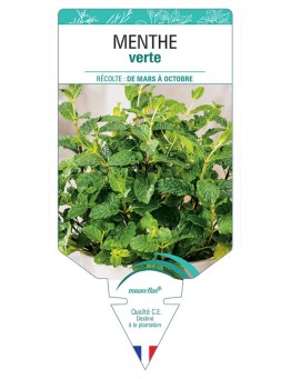 MENTHE VERTE