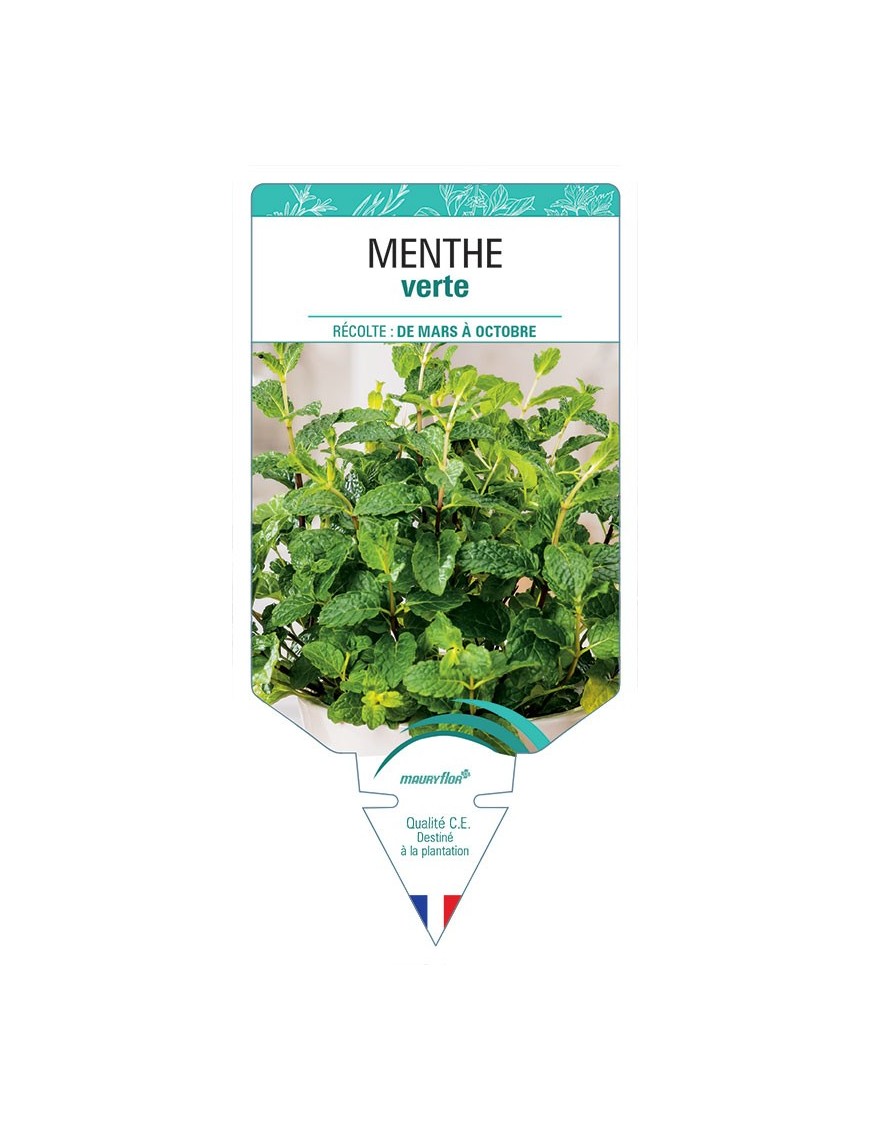 MENTHE VERTE