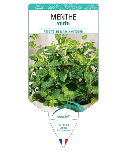 MENTHE VERTE