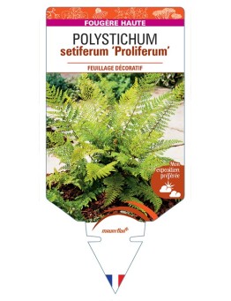 POLYSTICHUM setiferum Proliferum