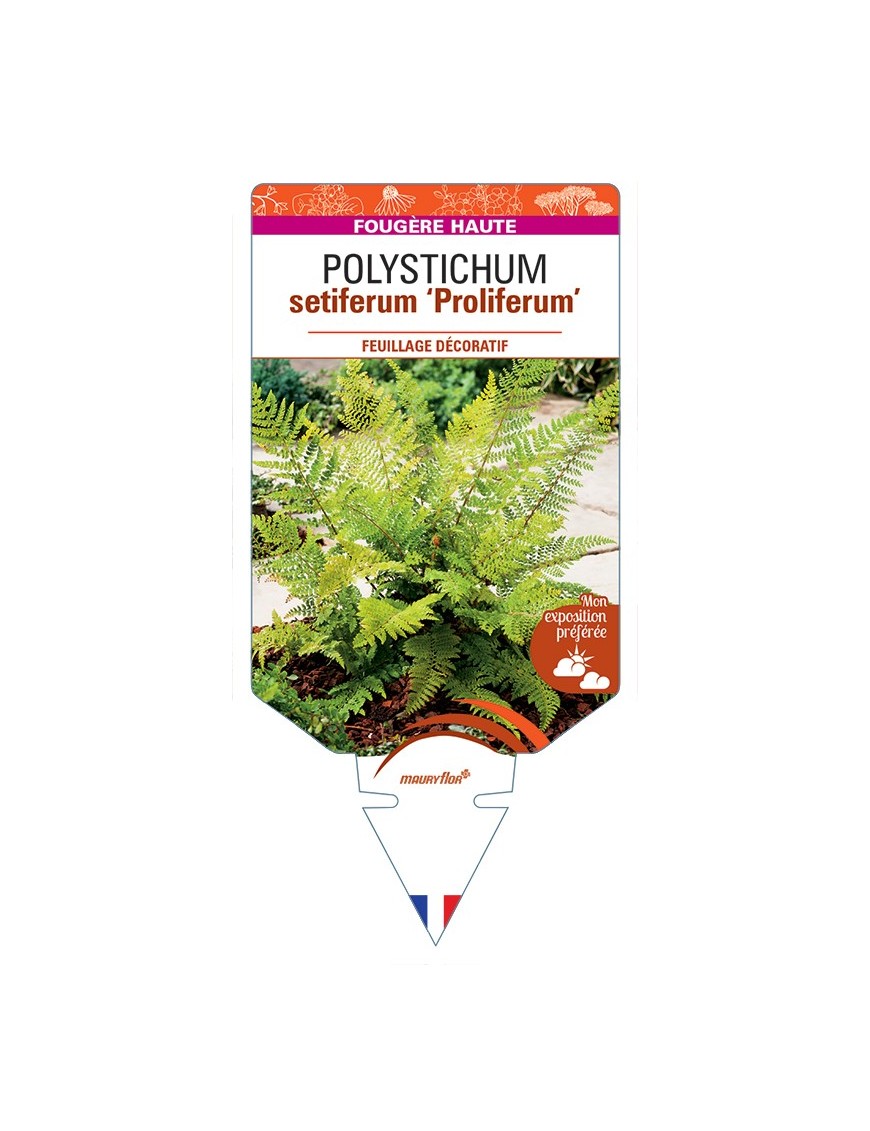 POLYSTICHUM setiferum Proliferum