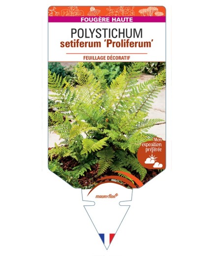 POLYSTICHUM setiferum Proliferum