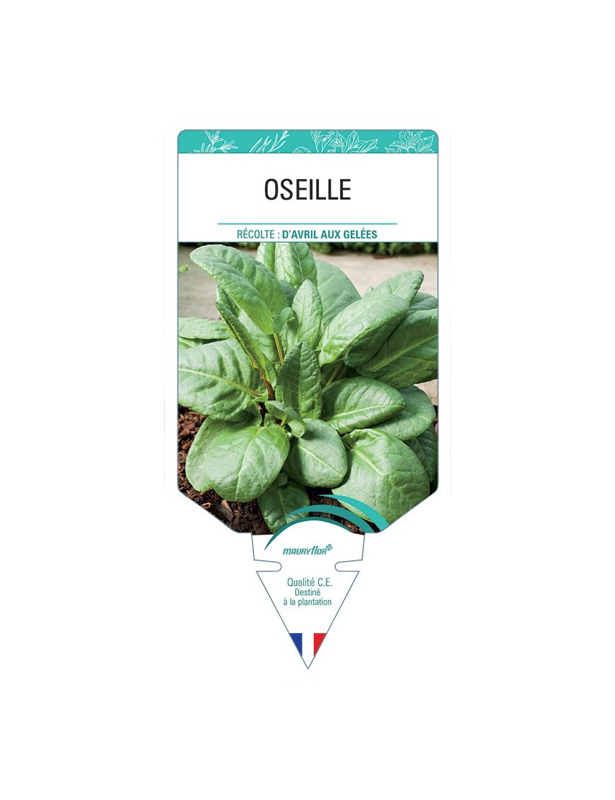 OSEILLE *