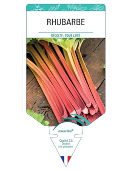 RHUBARBE