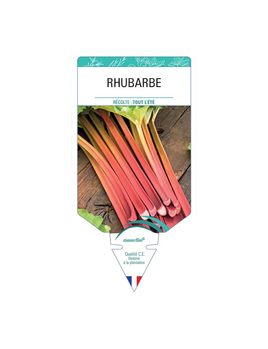 RHUBARBE