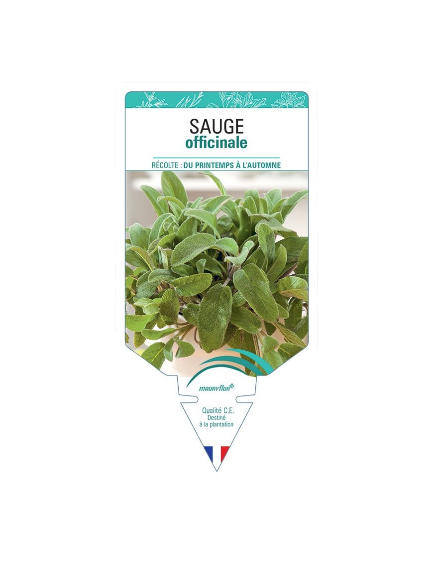 SAUGE OFFICINALE