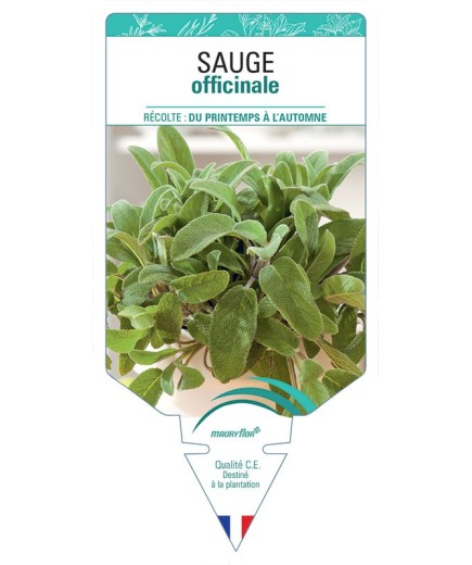 SAUGE OFFICINALE