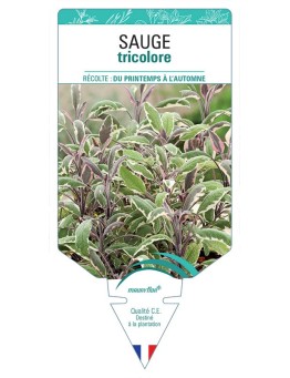 SAUGE TRICOLORE *