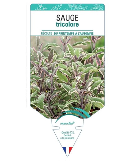 SAUGE TRICOLORE *