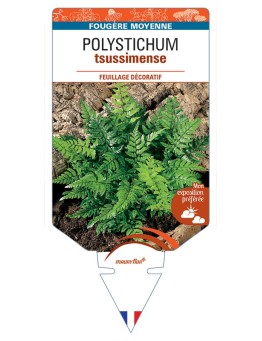 POLYSTICHUM tsussimense